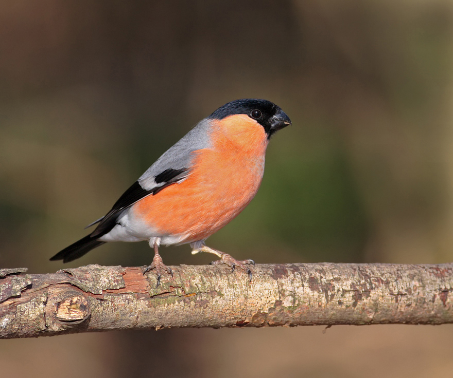 2008 (2) FEBRUARY - Bullfinch male 